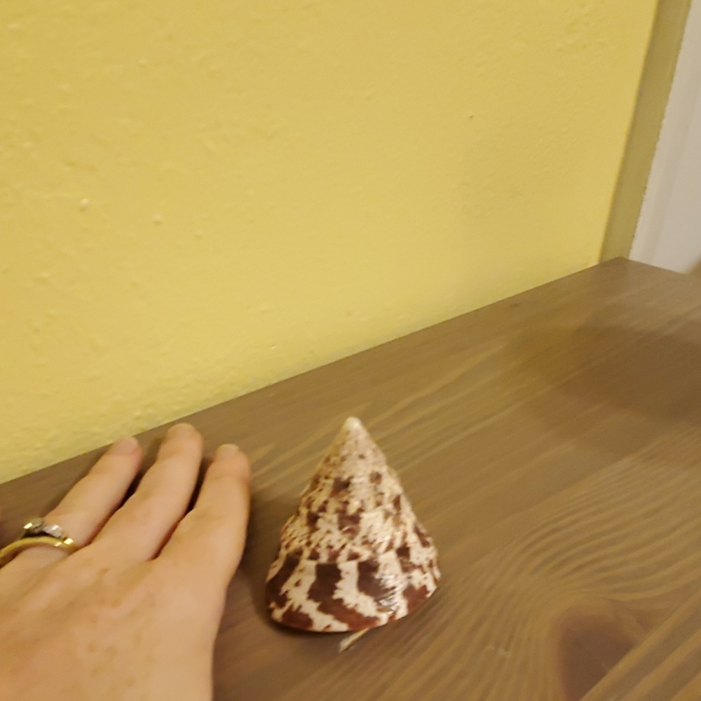 Seashell - Picture 4 of 4